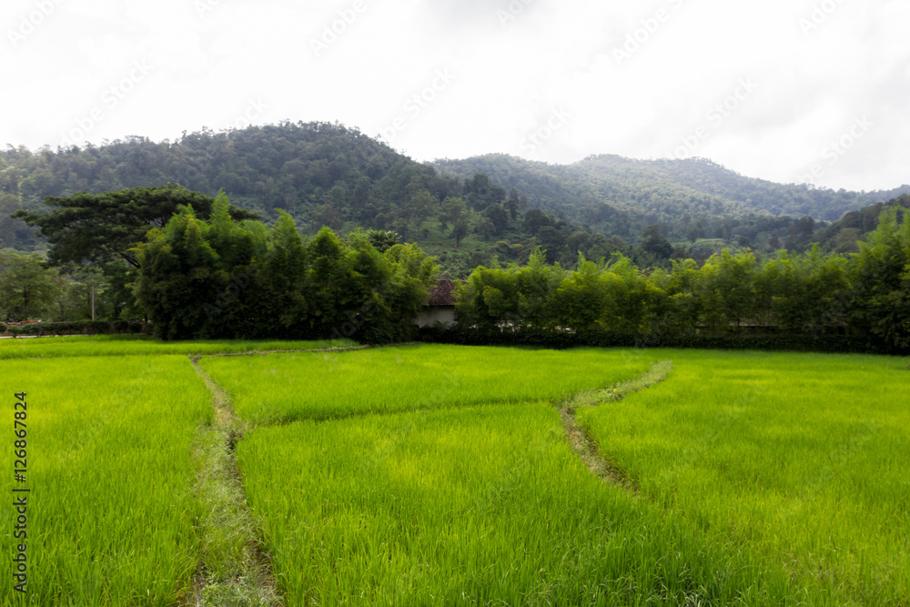 ein Reisfeld mit Bergen und Wald im Hintergrund ein Reisfeld mit Bergen und Wald im Hintergrund