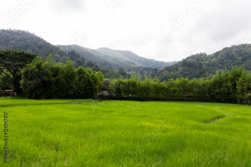 ein Reisfeld mit Bergen und Wald im Hintergrund © Robert Leßmann