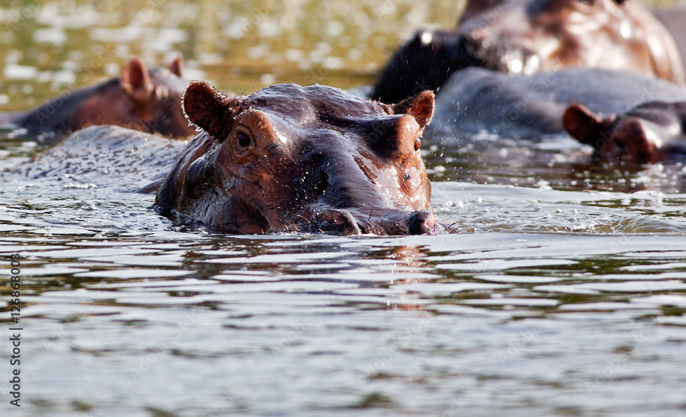 Fototapeta premium Hippo, Kanzinga Channel