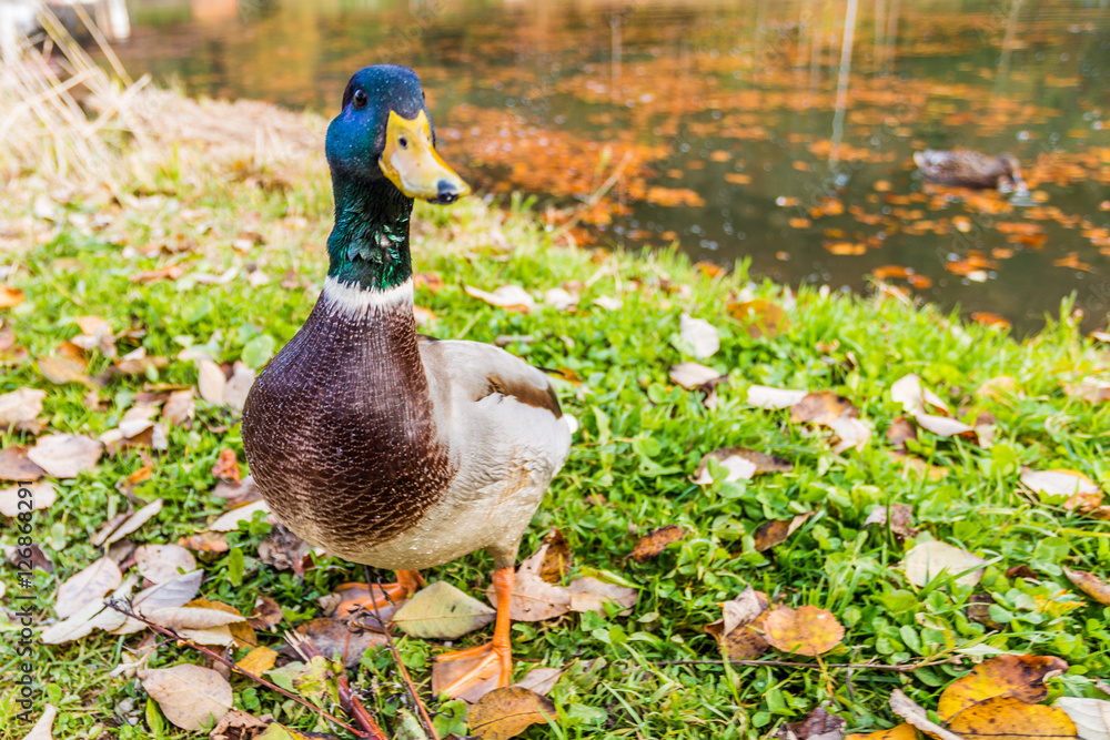 Fototapeta premium enten