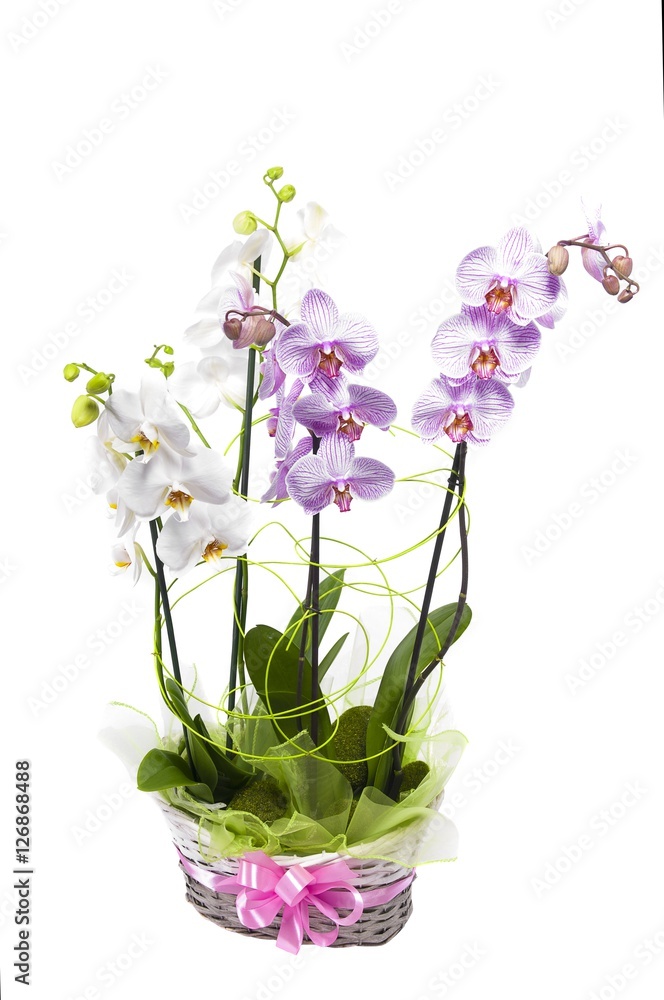 Beautiful orchid in a pot isolated