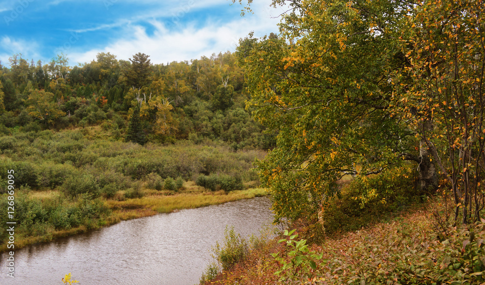 Wild forest and river Wild forest and river