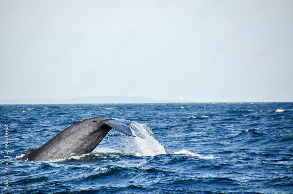 Obraz premium blue whale finn - side-face