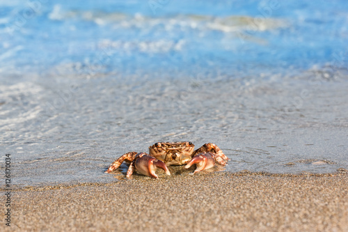 brown crab on beach surface background