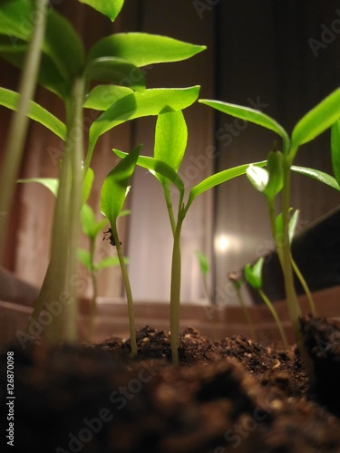 chili peppers grow photo