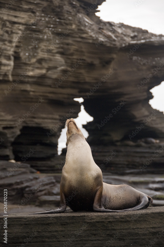Obraz premium Galapagos Sea Lion, Santiago Island