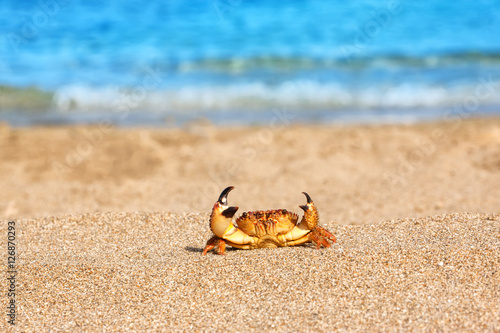 ed crab on beach