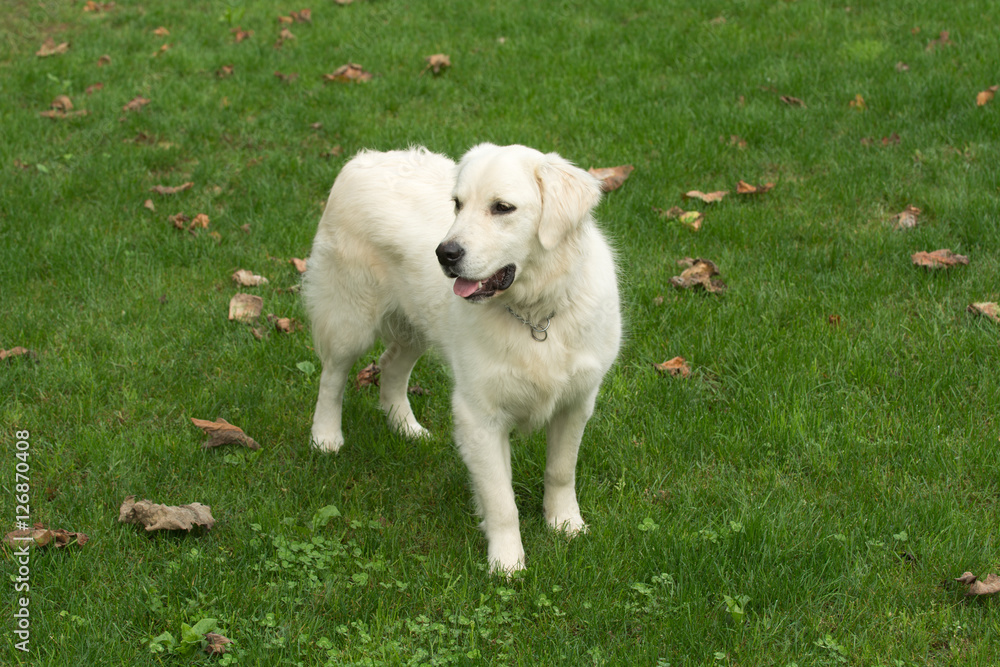 Golden retriever