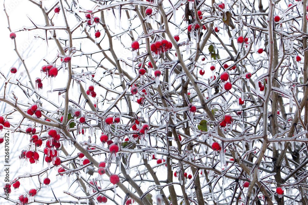 Rowan covered with ice
