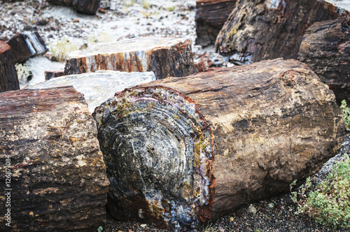 Logs of Petrified Wood