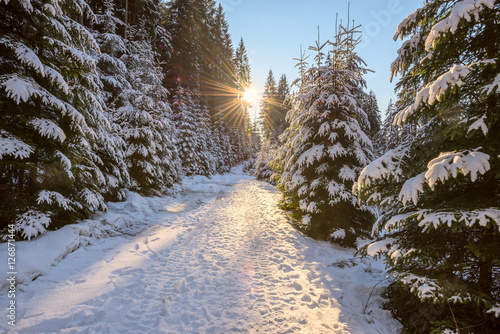 Sun is setting over road in coniferous forest