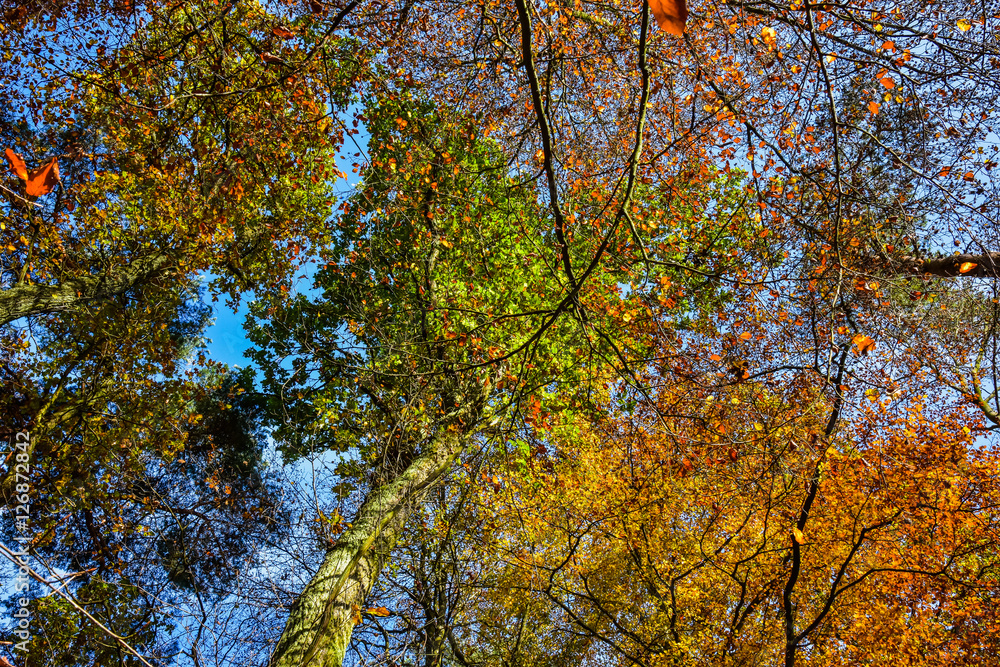 Blick in den blauen Himmel im Herbstwald II Blick in den blauen Himmel im Herbstwald II