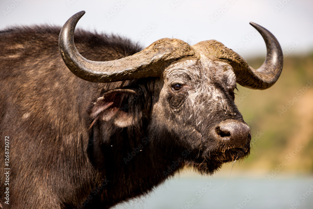 Cape buffalo Cape buffalo