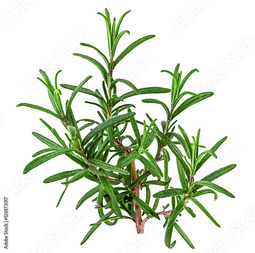 rosemary isolated on white