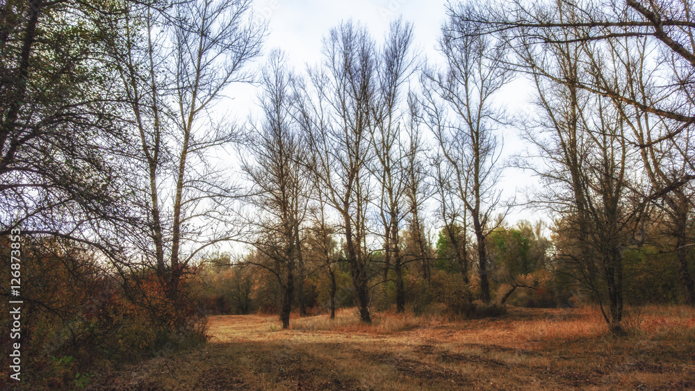 Fototapeta premium autum in the park