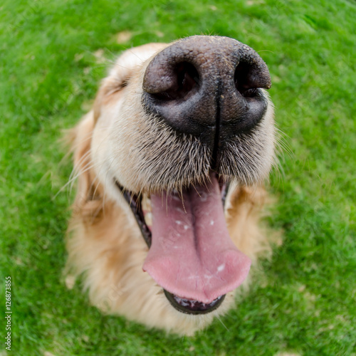 Photography Dogs Mouth Close Up with Eye Shut
