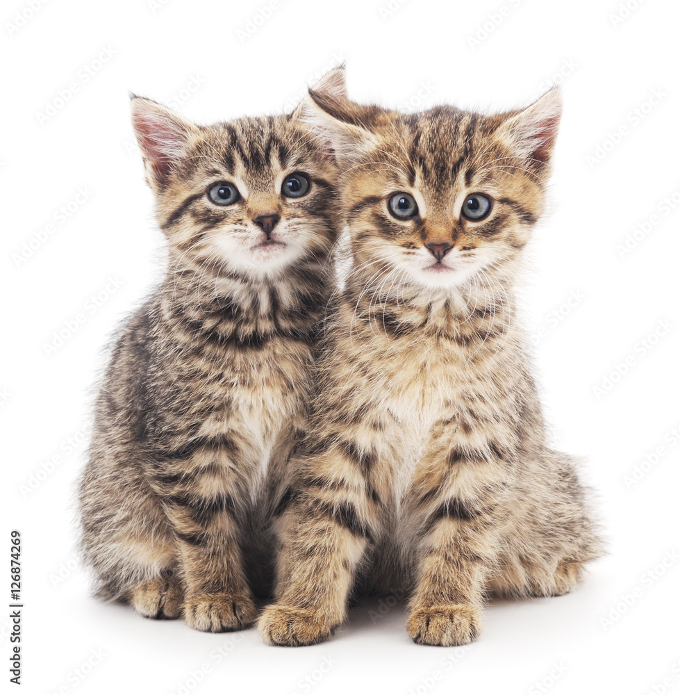 Fototapeta premium Two kittens.