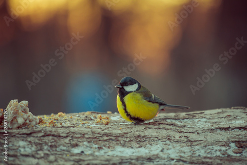 Birds and animals in wildlife. View of beautiful tit which sits on a branch and eats meal under sunlight landscape. Sunny, amazing, colored tit bird image.