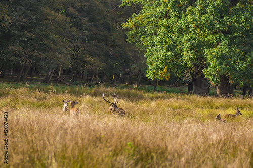 deer in the grass