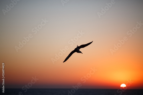 Seagull flies over the surface of sea at sunset