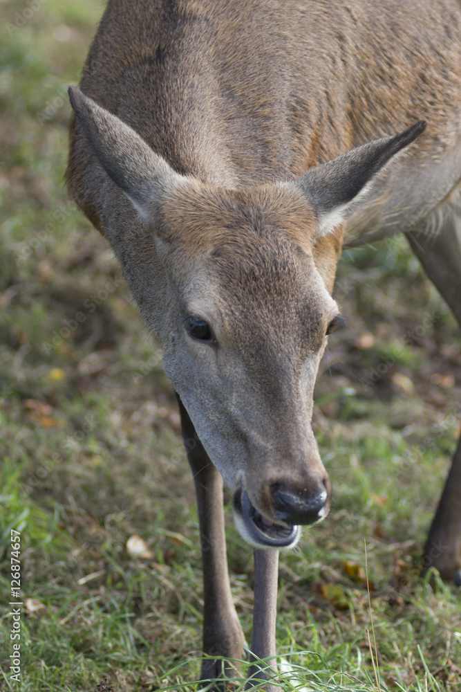 deer in the grass