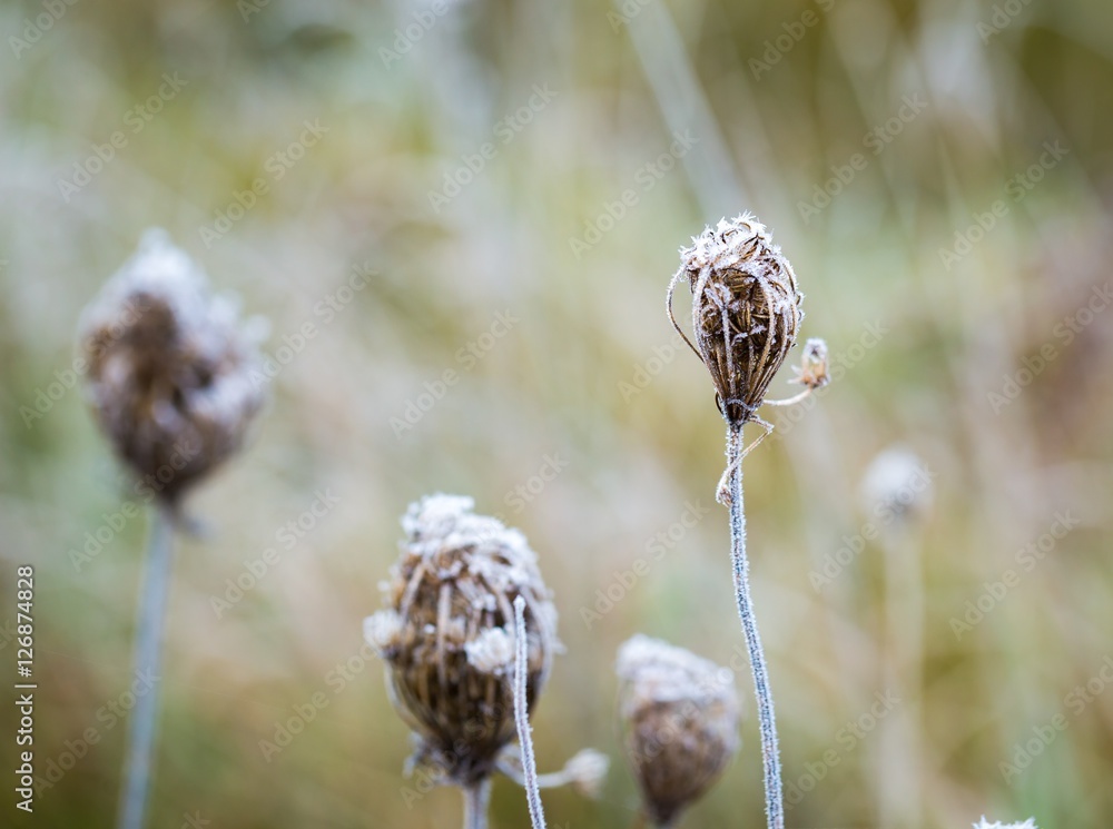 Hoarfrost on plant Hoarfrost on plant