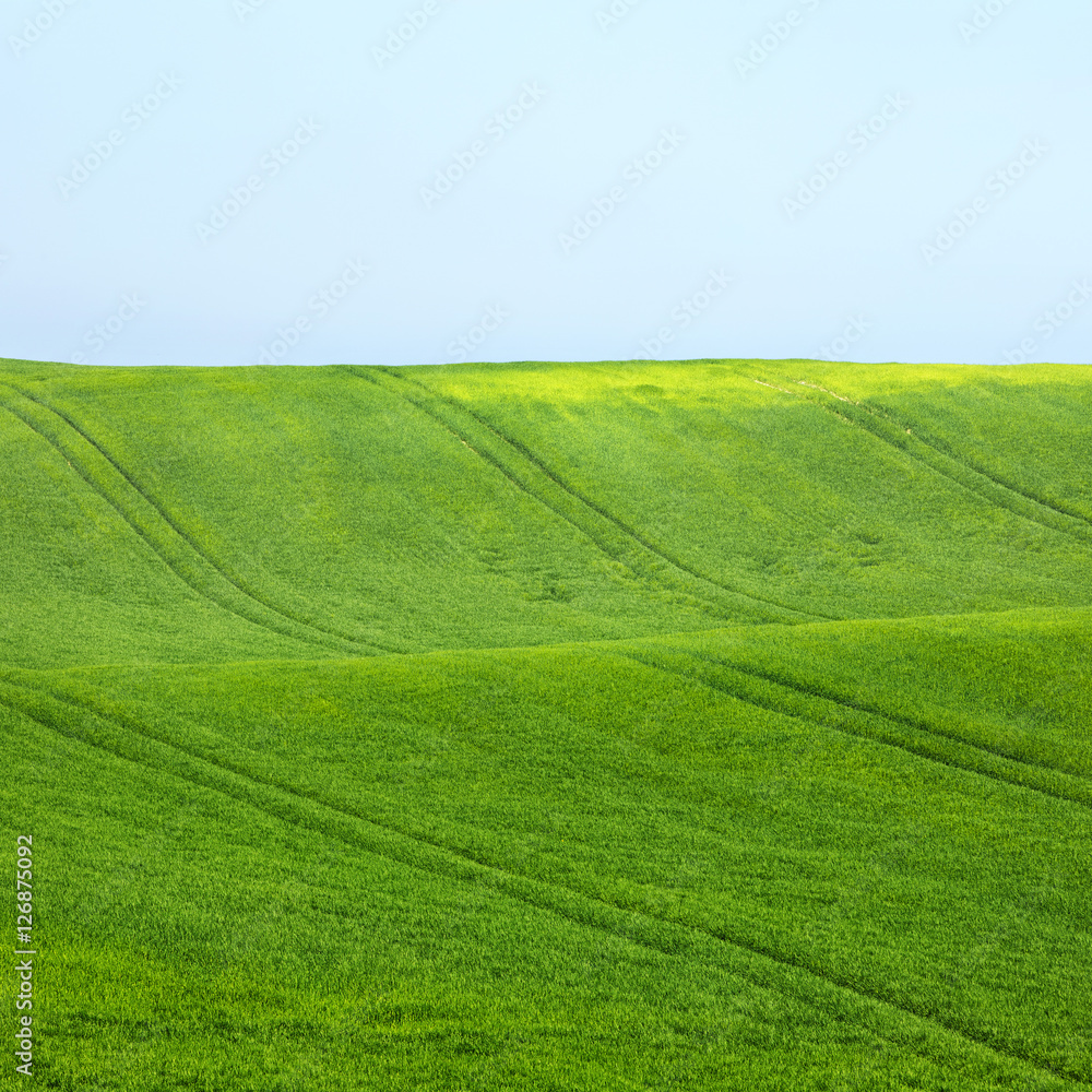 green wheat field with lines under blue sky