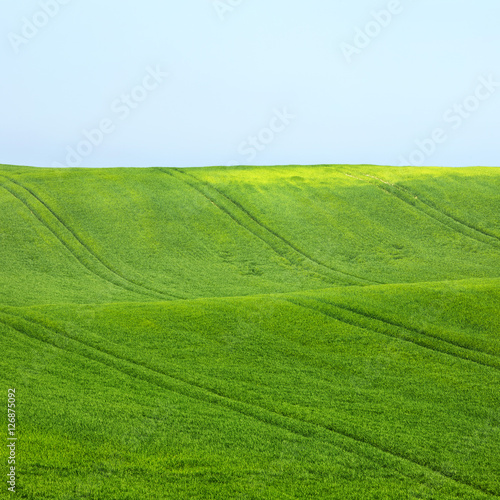 green wheat field with lines under blue sky © sergejson