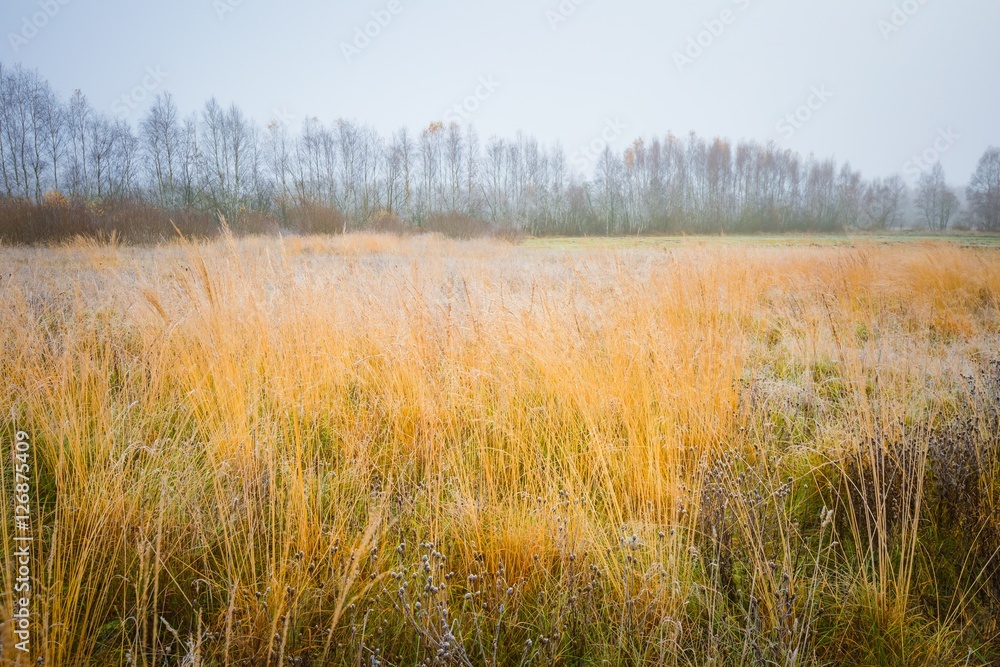 Frosty morning landscape Frosty morning landscape