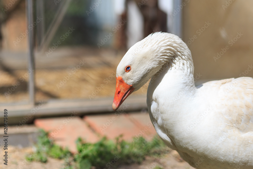 Obraz premium Farm Goose