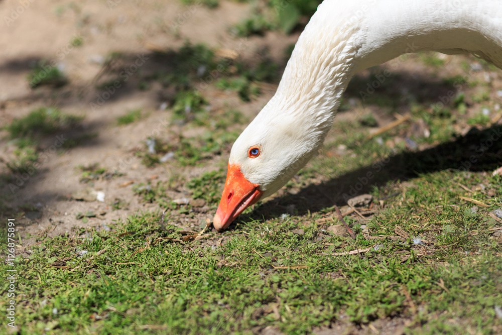 Fototapeta premium Farm Goose