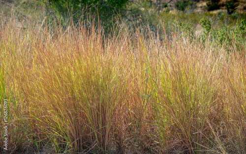 Grasses in Big Bend National Park in Texas
