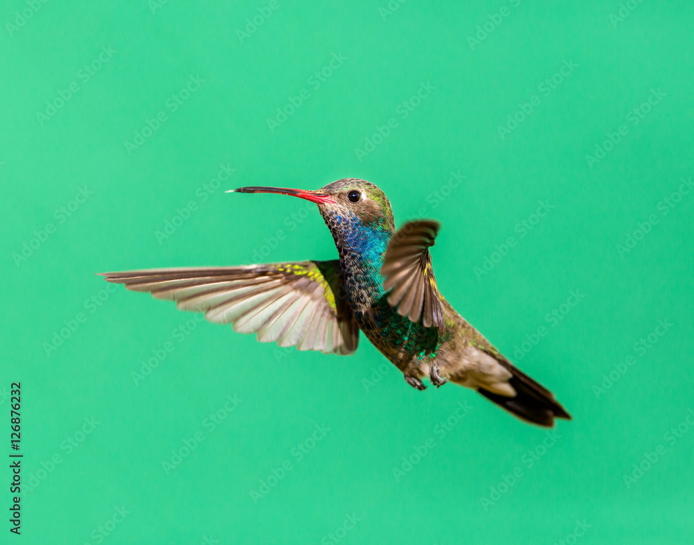 Obraz premium Broad Billed Hummingbird. Using different backgrounds the bird becomes more interesting and blends with the colors. These birds are native to Mexico and brighten up most gardens where flowers bloom.