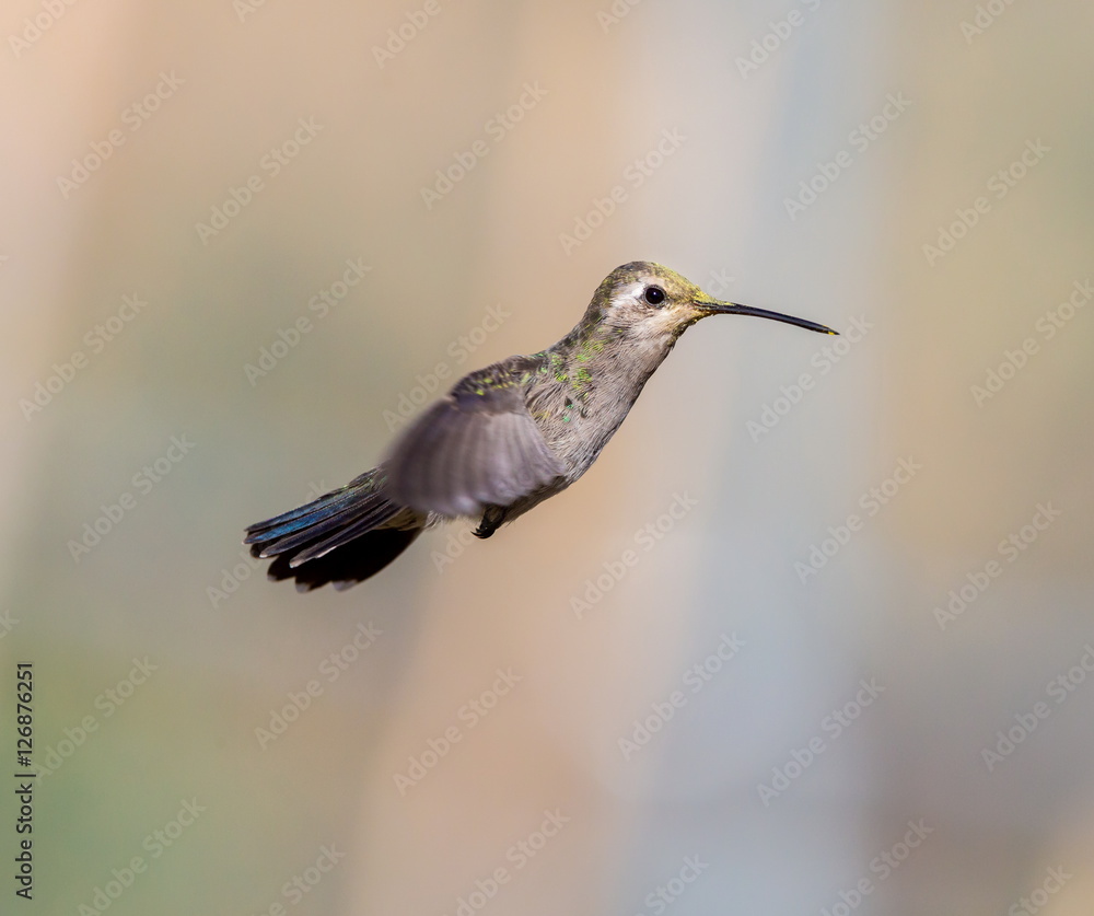 Broad Billed Hummingbird. Using different backgrounds the bird becomes more interesting and blends with the colors. These birds are native to Mexico and brighten up most gardens where flowers bloom. Broad Billed Hummingbird. Using different backgrounds the bird becomes more interesting and blends with the colors. These birds are native to Mexico and brighten up most gardens where flowers bloom.