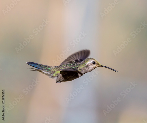 Broad Billed Hummingbird. Using different backgrounds the bird becomes more interesting and blends with the colors. These birds are native to Mexico and brighten up most gardens where flowers bloom.