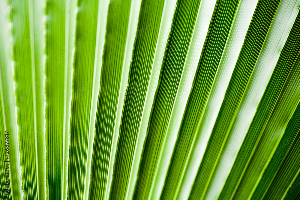 Chamaerops Humilis plant - beautiful details and texture in botanical garden Chamaerops Humilis plant - beautiful details and texture in botanical garden