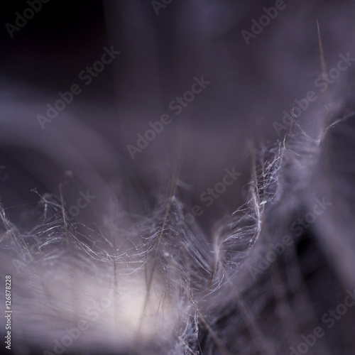 Macro, abstract composition with dandelion seed © ileana_bt