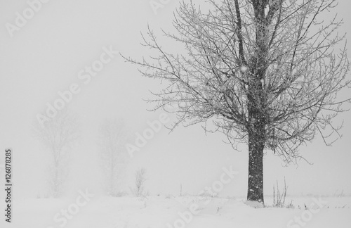 Snowing landscape with trees