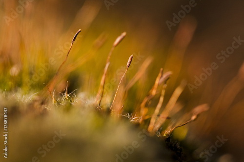 Abstract, colorful composition with blurred moss flowers in spring