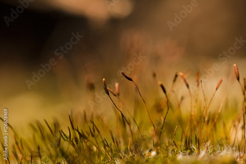 Abstract, colorful composition with blurred moss flowers in spring © ileana_bt