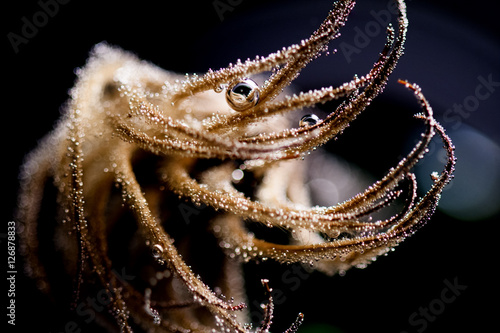 Abstract composition with dried clematis seeds and light