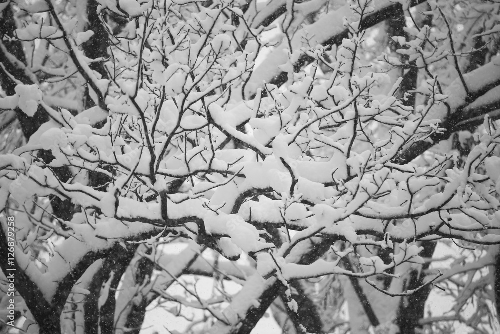 Snow on the branches while snowing
