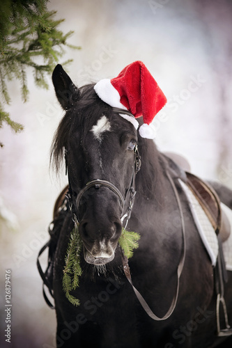 Horse in a red Santa Claus hat