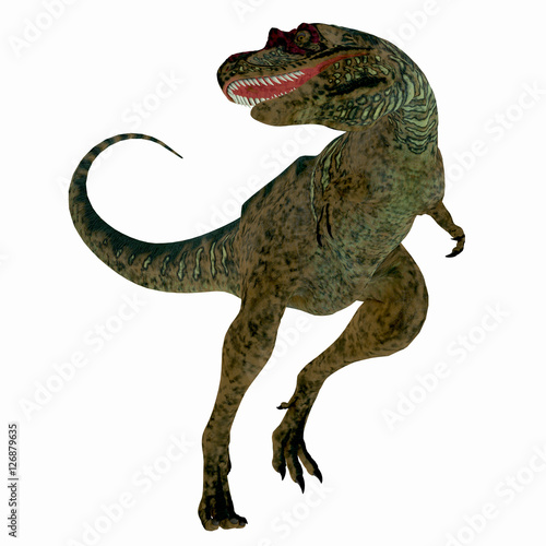 Albertosaurus Dinosaur on White - Albertosaurus was a theropod carnivorous dinosaur that lived in the Cretaceous Period of North America. © Catmando