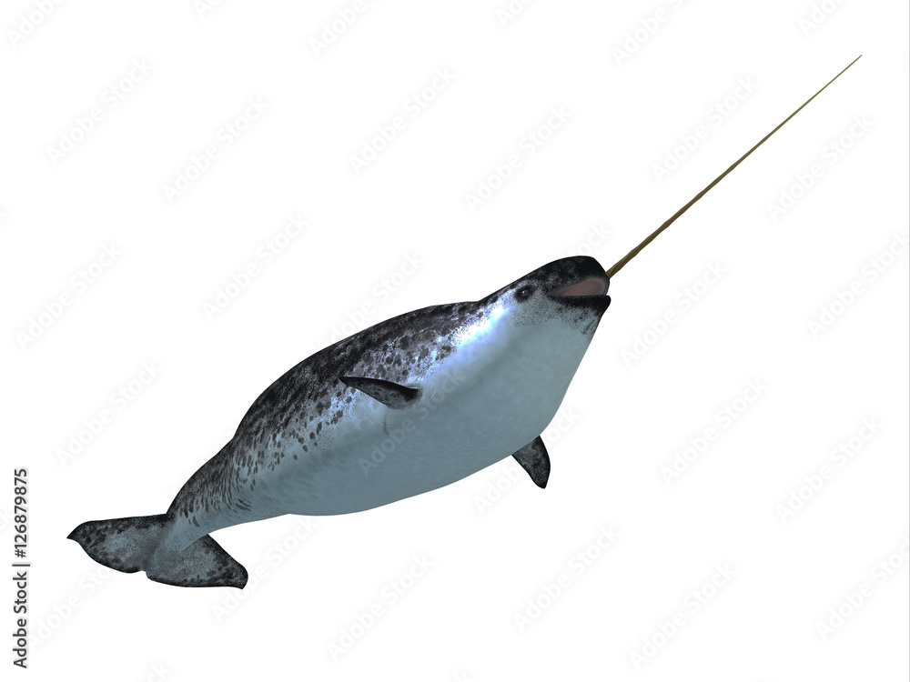 Fototapeta premium Narwhal Male Whale - Narwhal whales live in social groups called pods and live in the Arctic ocean and males have a tusk.