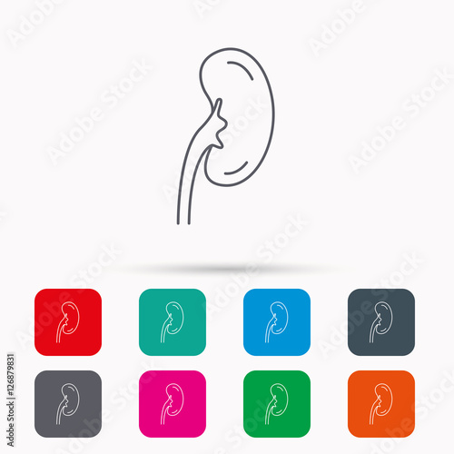 Kidney icon. Transplantation organ sign. Nephrology symbol. Linear icons in squares on white background. Flat web symbols. Vector