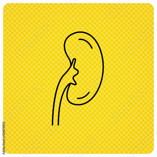 Kidney icon. Transplantation organ sign. Nephrology symbol. Linear icon on orange background. Vector
