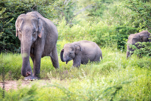 elephant group © Matthias