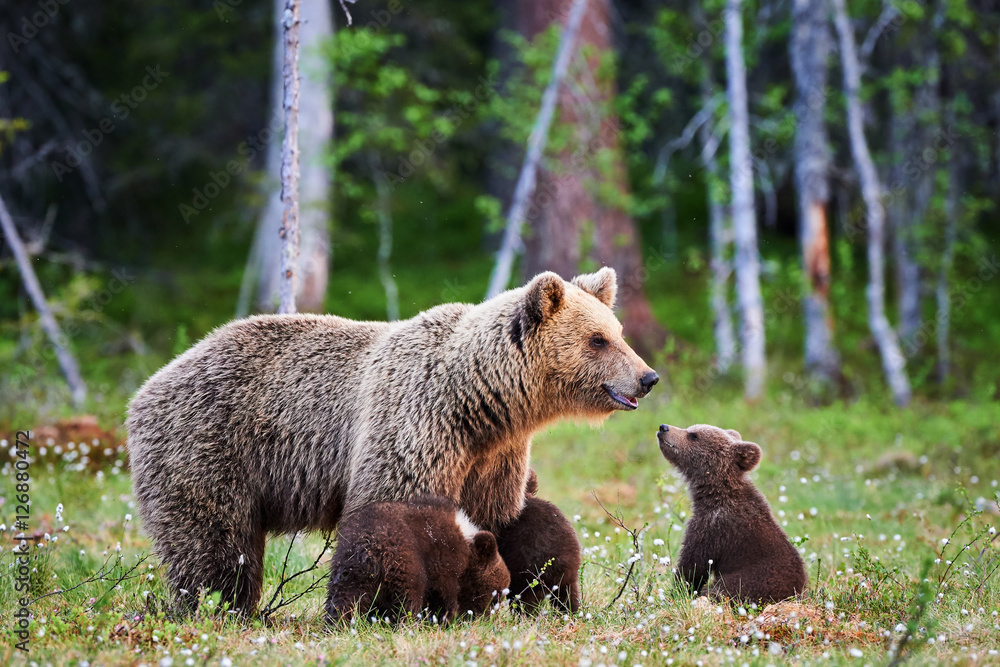 Obraz premium Female brown bear and her cubs