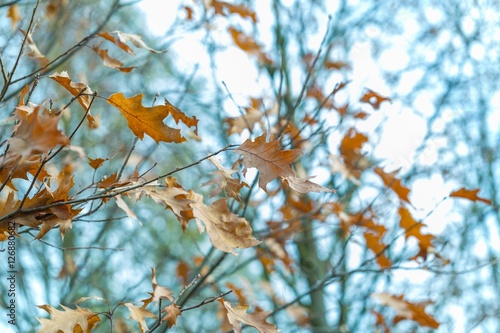 Dry oak leaves in autumn